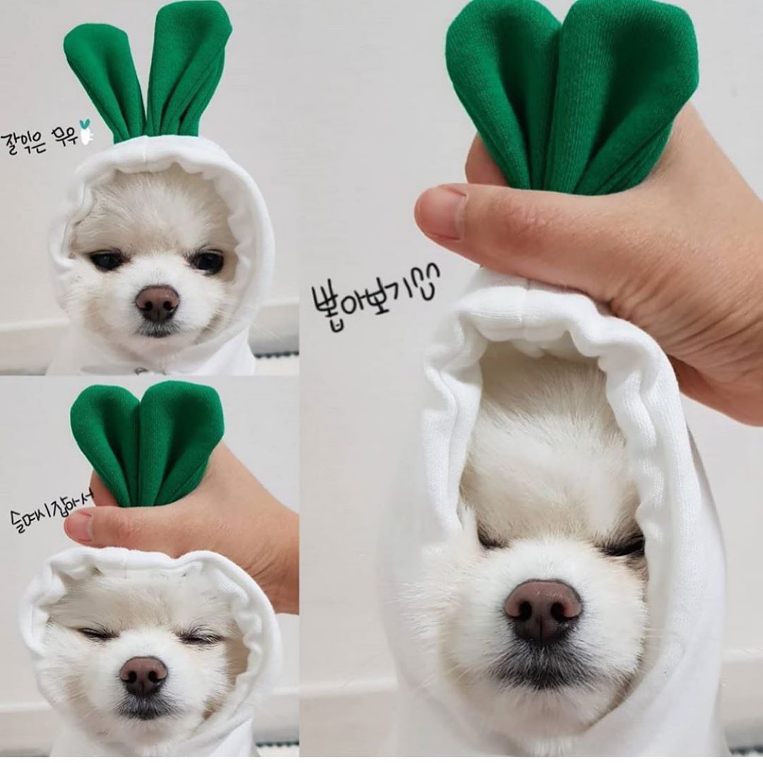 Fruit Print Dog Hoodie