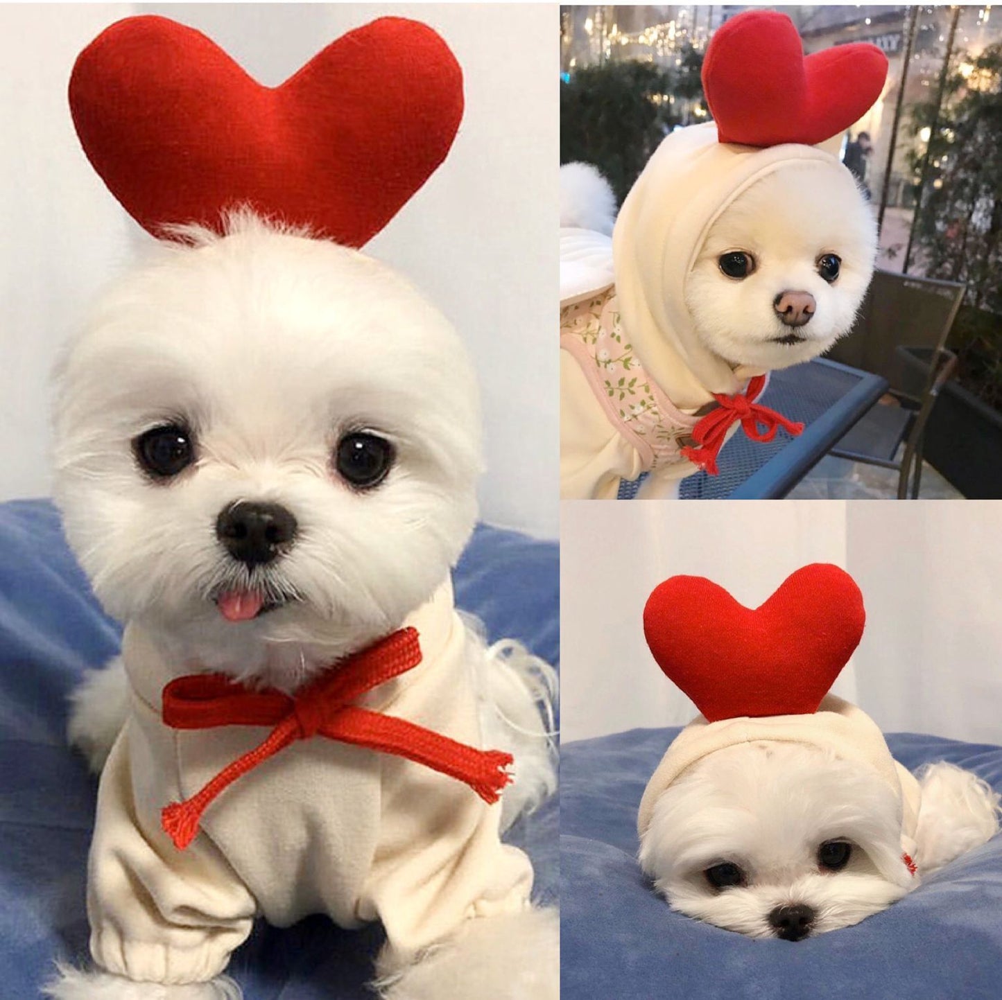 Fruit Print Dog Hoodie