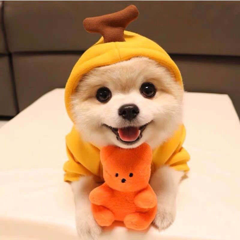Fruit Print Dog Hoodie